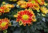 Flores de crisantemo para Todos los Santos