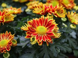 Flores de crisantemo para Todos los Santos