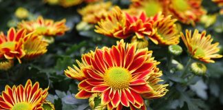 Flores de crisantemo para Todos los Santos