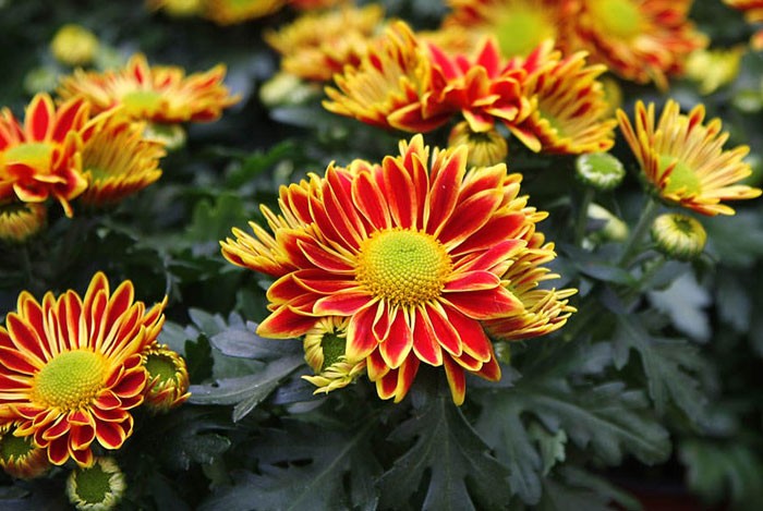 Flores de crisantemo para Todos los Santos