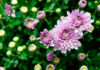 Flores de crisantemo rosa