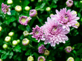Flores de crisantemo rosa