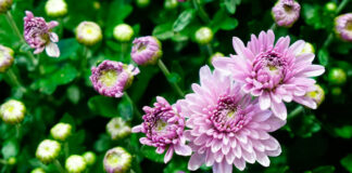 Flores de crisantemo rosa