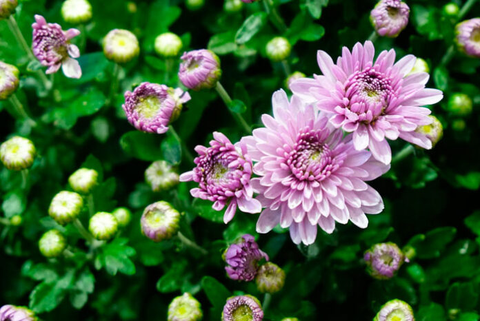 Flores de crisantemo rosa