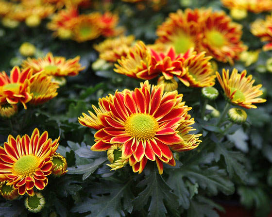 Flores de Crisantemo