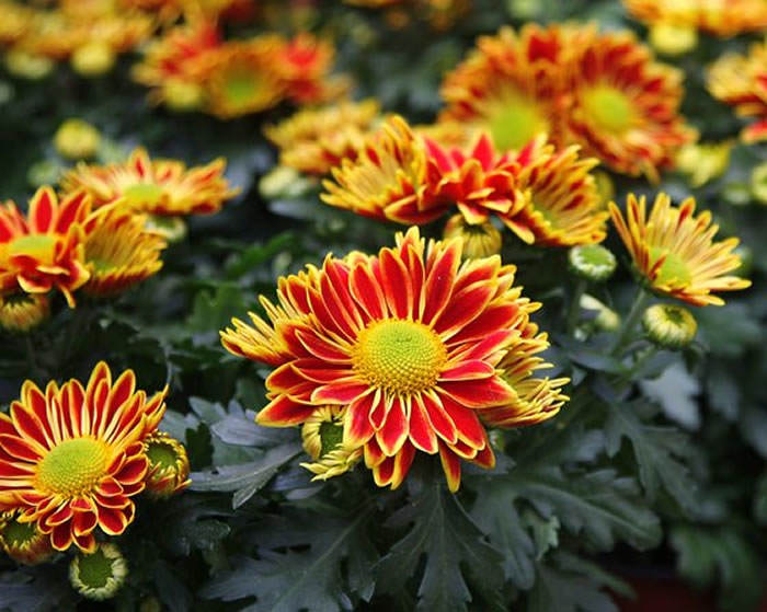 flores de crisantemos