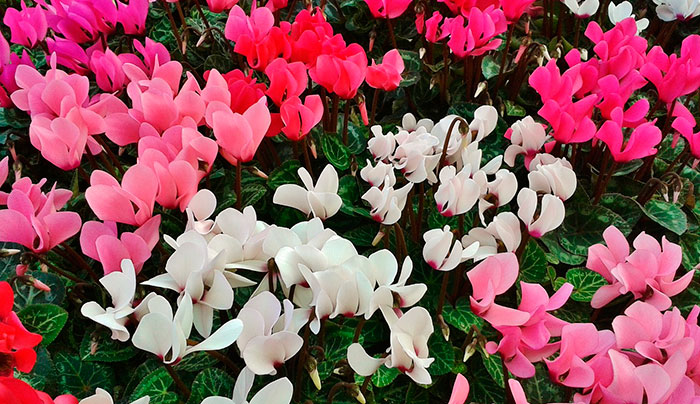 Flores de cyclamen