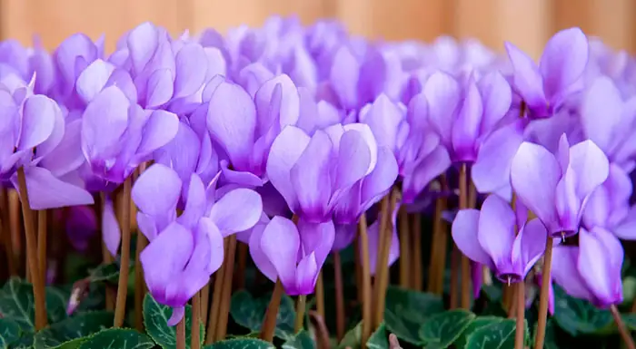 Flores de Cyclamen de color azul