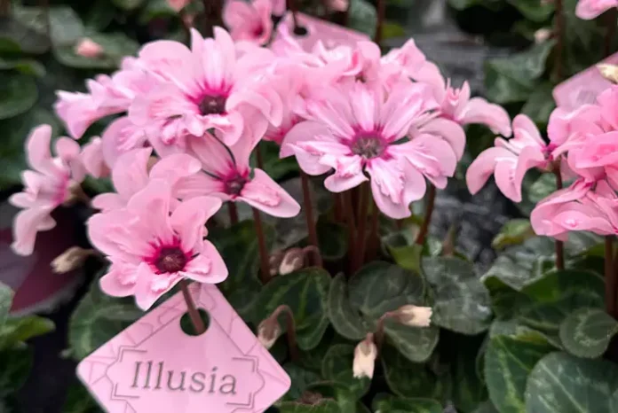 Flores de Cyclamen Illusia