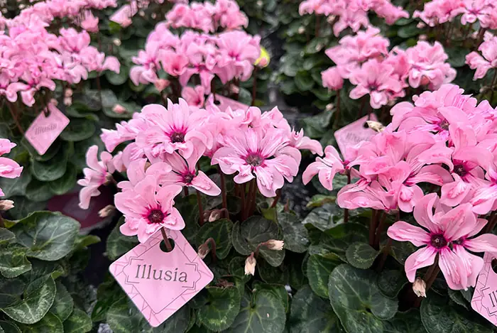 Flores de Cyclamen Illusia