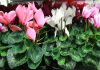 Cyclamen persicum