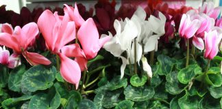 Cyclamen persicum