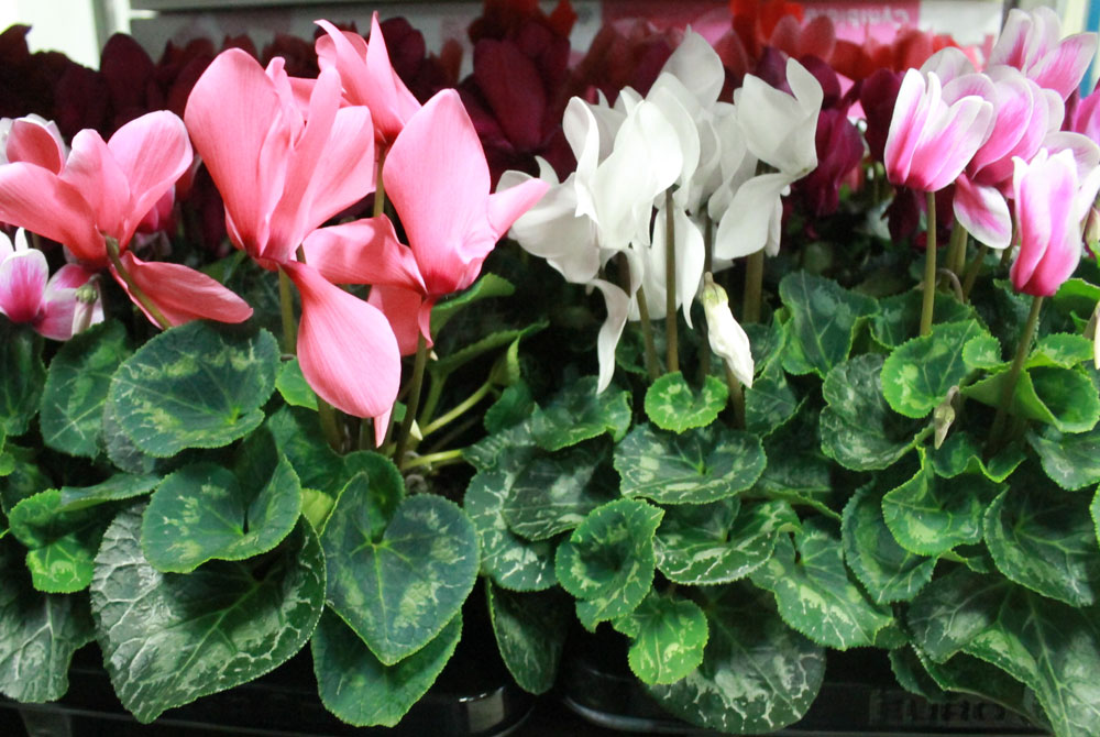 Cyclamen persicum | Revista de Flores, Plantas, Jardinería, Paisajismo y  Medio ambiente