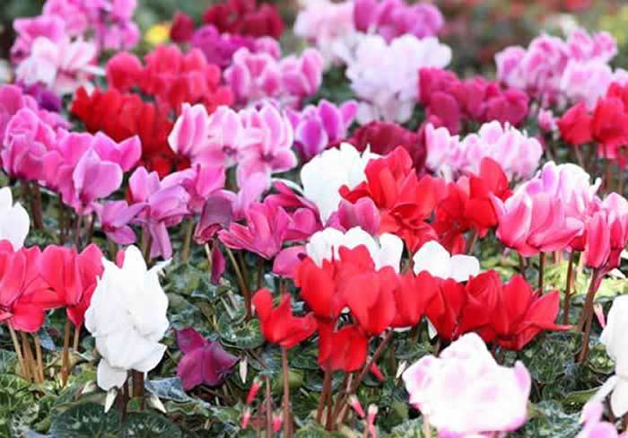 os cuidados del Cyclamen persicum