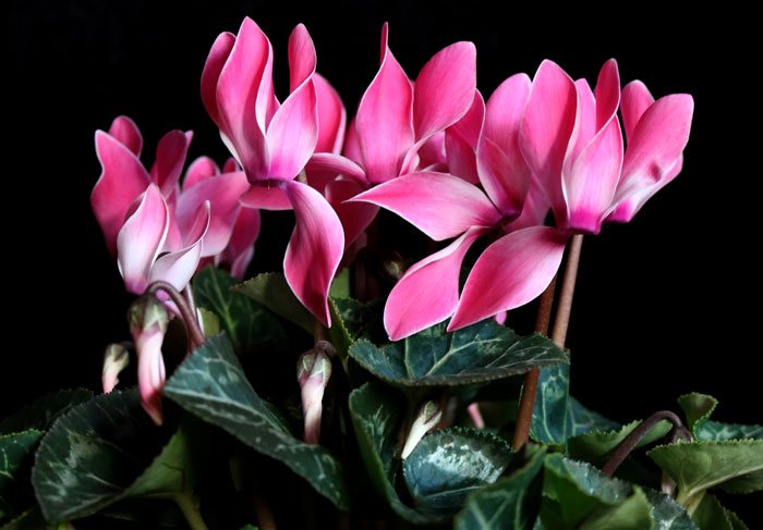 Cyclamen persicum | Revista de Flores, Plantas, Jardinería, Paisajismo y  Medio ambiente