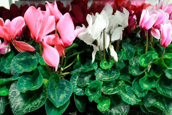 Flores de Cyclamen persicum de colores pastel