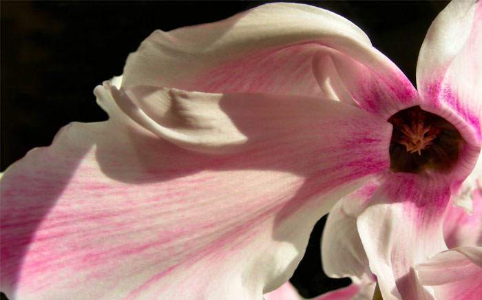 Flores de Cyclamen rosa