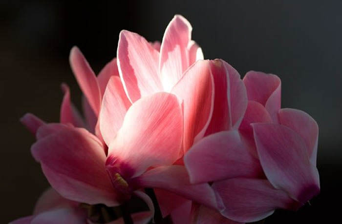 flores de cyclamen rosas