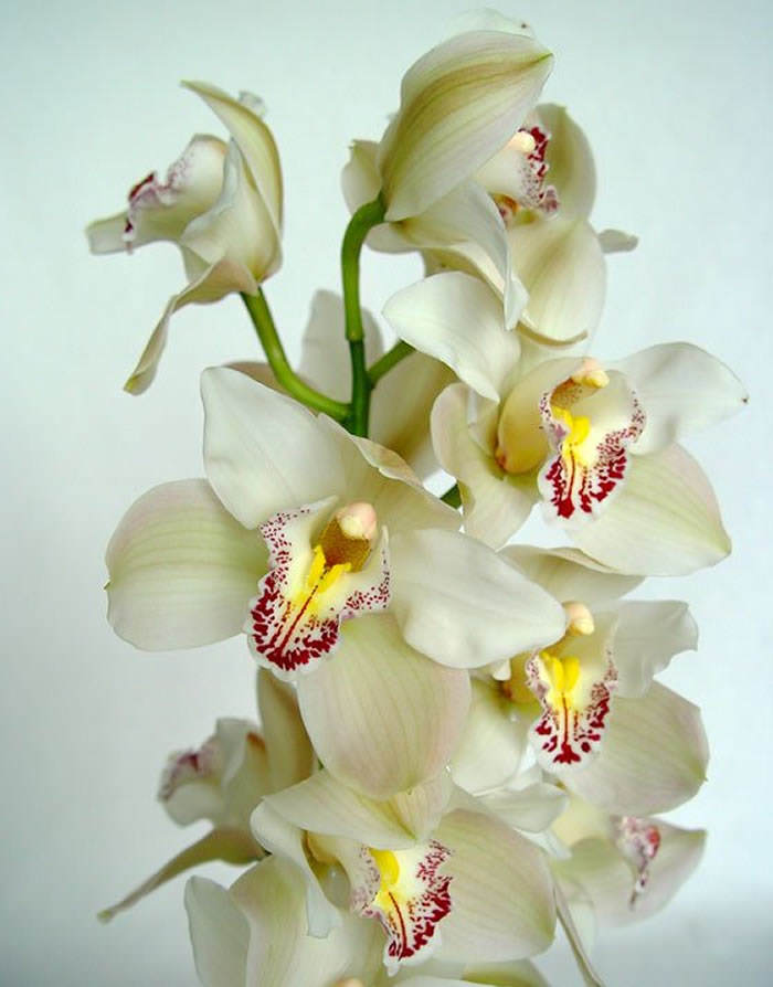 flores de cymbidium