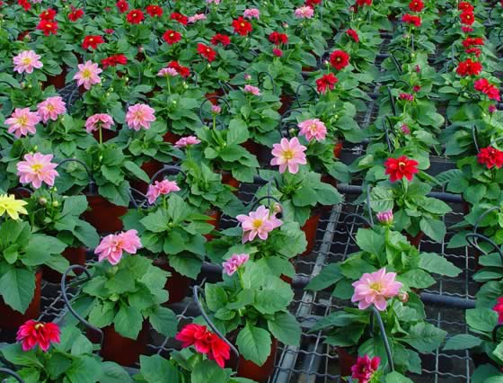 Flores de Dahlia o Dalia