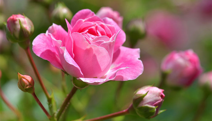 Flores de rosas rosa