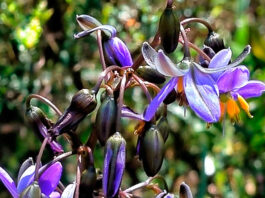 Flores de Dianella tasmanica