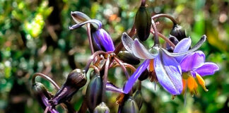 Flores de Dianella tasmanica