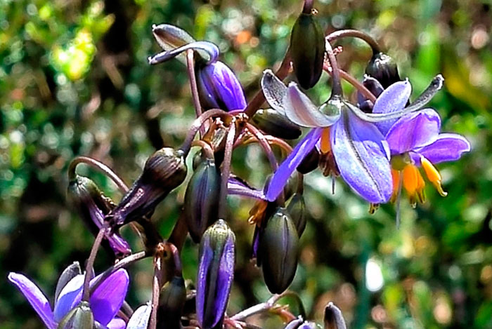 Flores de Dianella tasmanica