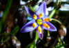 Flores de Dianella tasmanica