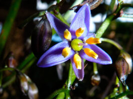 Flores de Dianella tasmanica