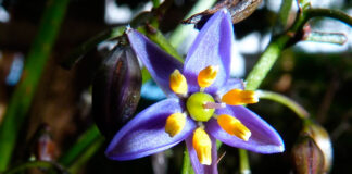 Flores de Dianella tasmanica