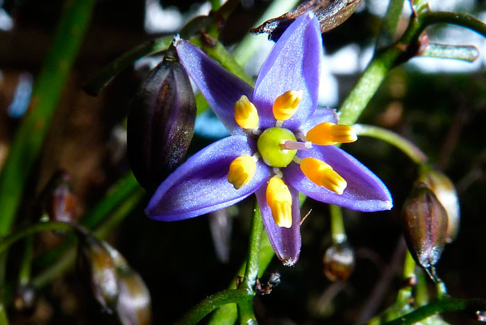 Flores de Dianella tasmanica