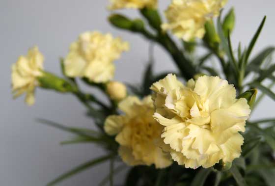 Flores de Dianthus amarillo