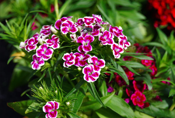 Dianthus barbatus, clavel del poeta o minutisa