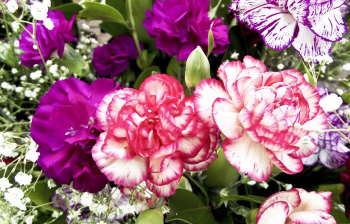 Flores de Dianthus caryophyllus