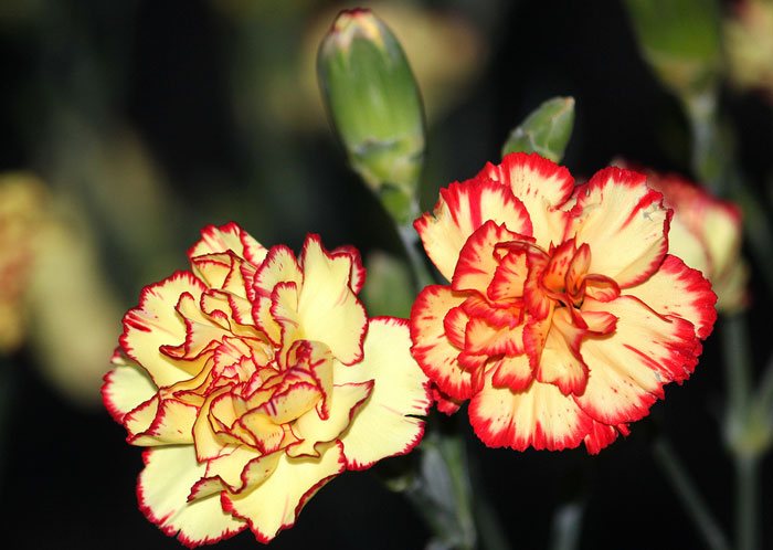 Flores de Dianthus caryophyllus