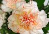 Flores de Dianthus caryophyllus