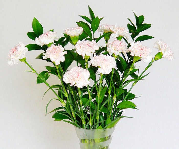 Flores de Dianthus caryophyllus