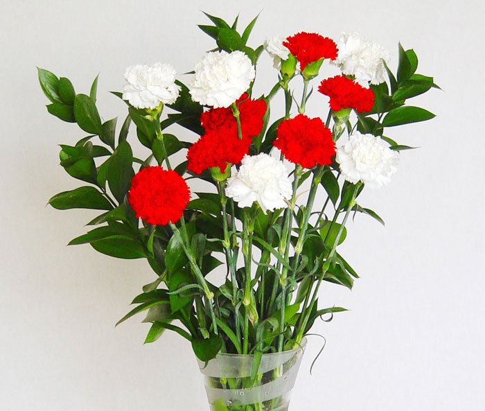 Flores de Dianthus caryophyllus