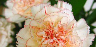 Flores de Dianthus caryophyllus