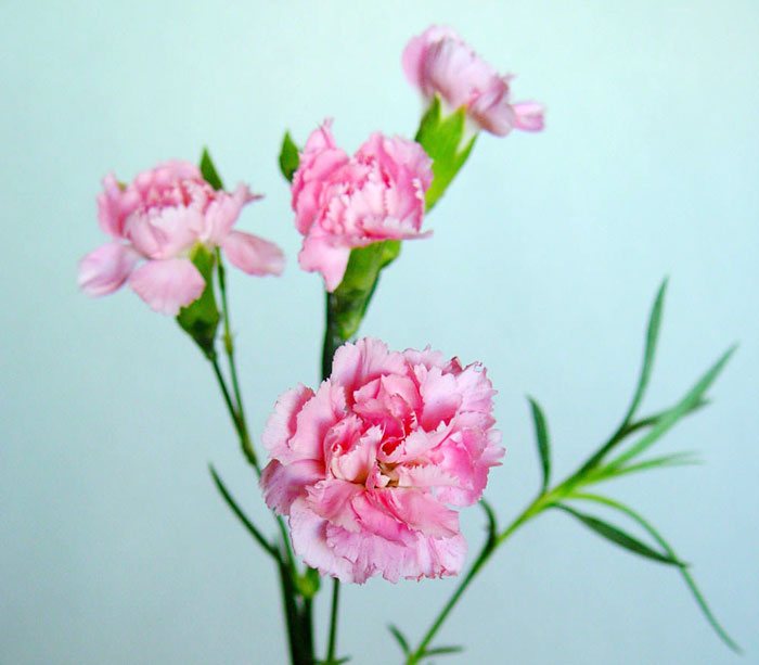Flores de Dianthus caryophyllus