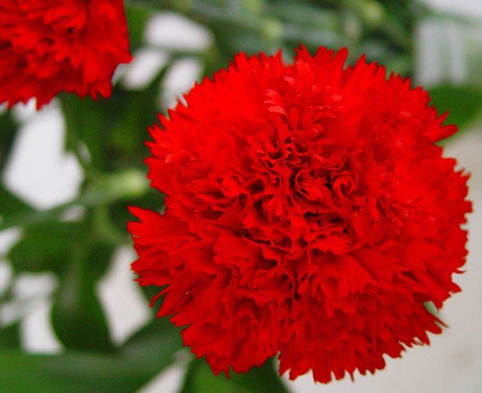 Flores de Dianthus caryophyllus