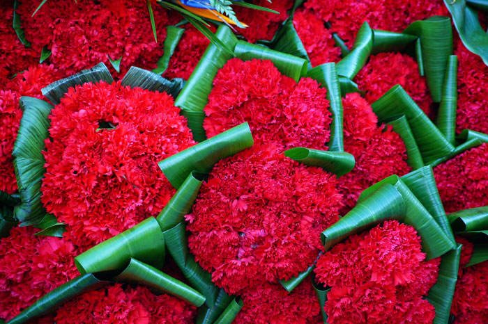 Flores de Dianthus caryophyllus