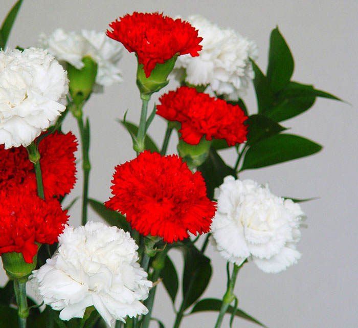 Flores de Dianthus caryophyllus