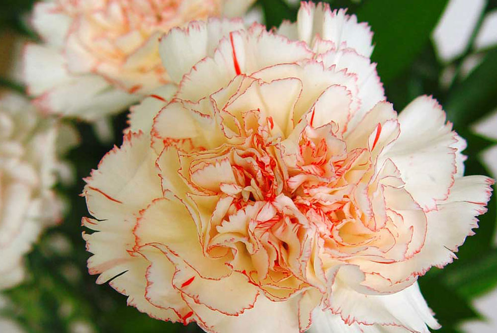 Flores de Dianthus caryophyllus