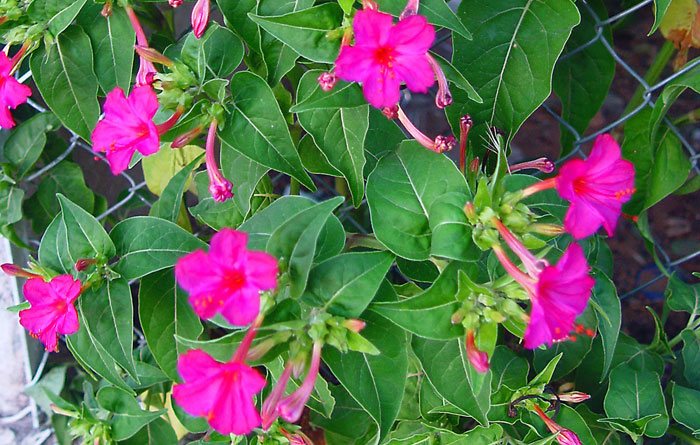 Mirabilis jalapa