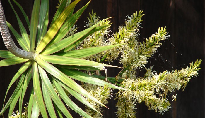 Dracena marginata