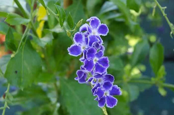 flores de Duranta repens