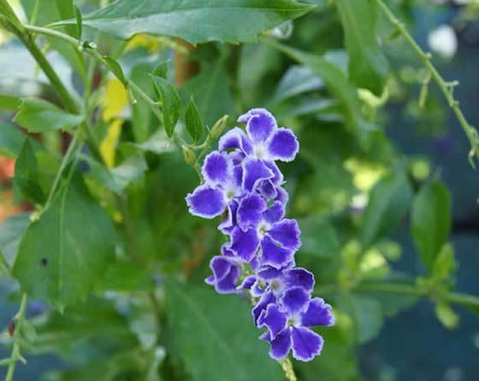 Flores de duranta repens