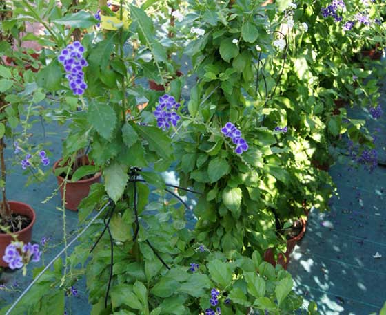 Flores de Duranta repens